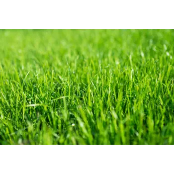 Lawn Grass